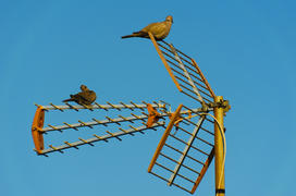 Pigeons on the antenna against the blue sky