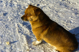 Небольшая замершая собака зимой 