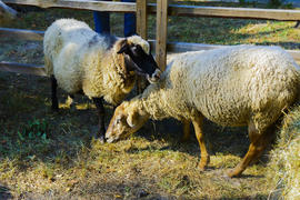 Sheep in a pen at the fair in the village