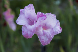 Gladiolus yard of a private house in the flowerbed