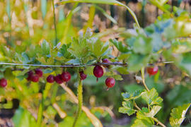 Gooseberries on the bush in the garden of a private house
