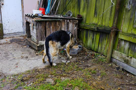 Собака во дворе у собачей будки 