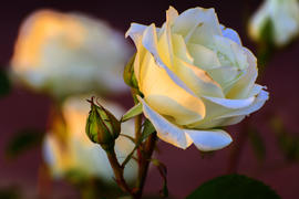 Белый бутон розы на бордовом фоне 