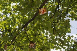 Photos hanging on a tree in the city of Lviv