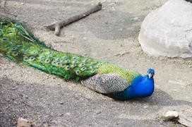 Peacock at the zoo. Elegant and beautiful hvost.Velichestvenny and proud look