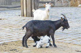 The goat at the zoo. Favorite pamper children and villagers