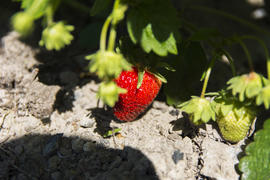 Strawberries in the garden near private homes