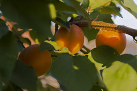 Ripe large apricot in the garden near private homes