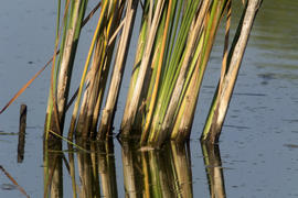 Cattail pond is reflected on the water surface
