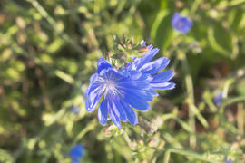The chicory flower