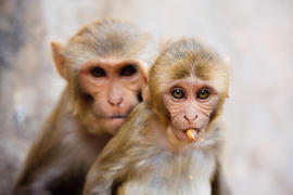 Две обезьянки с орехом