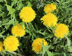 Желтые цветы одуванчика 