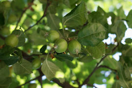 Branch with the unripe growing apples in an Apple Orchards