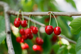 Ripe berries sweet cherry on a branch in an fruit orchard