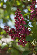 Branch of blossoming lilac on a green background of leaves