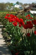 Beautiful red tulips field
