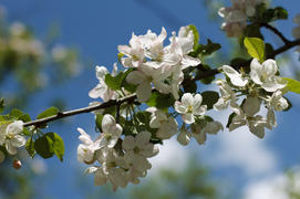 Spring blossoming apple-trees on blue sky