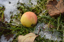 Яблоко на земле во льду