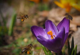 Пчелы у цветка Крокуса 