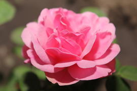 Лепестки розовой розы