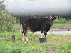 Корова привязанная к столбу 