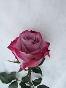 Роза на снегу 