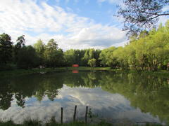 Озеро в окружении деревьев