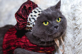 Серый британский кот в костюме пажа
