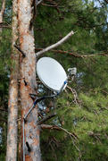 Спутниковая тарелка на дереве
