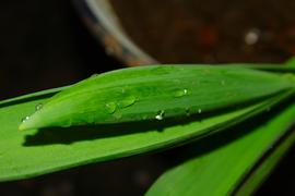 Капли воды на зеленом листе 