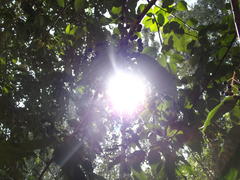 Солнышко сквозь листья деревьев 
