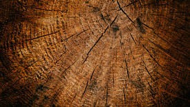 Фон. Текстура дерева                  
