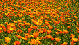 Цветы календулы в поле 