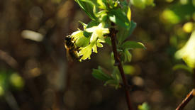 Пчела на зеленом растении 