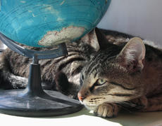 Серый кот спит под глобусом 