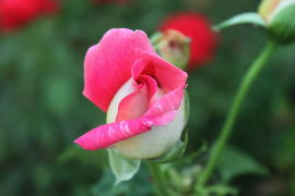 Бутон розы на фоне зелени