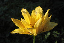 Желтая лилия с каплями воды