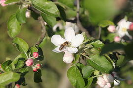 Пчела на цветке айвы 