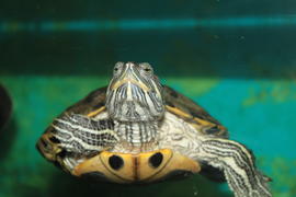 Черепаха в аквариуме под водой