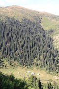 Заповедный лес на склоне горы