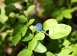 Синий плод черники на зеленом кусте 