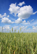 Поле зеленой пшеницы 