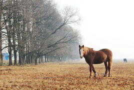 Two horses grazing in autumn meadow bright