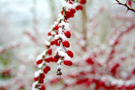 Branch with fruit of the barberry is covered with snow
