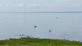 Чайки на берегу Финского залива