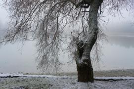 Дерево на берегу зимнего озера