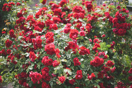 Клумба с красными розами 