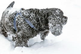 Пёс на снегу.