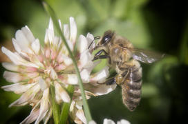 Пчела сидит на цветке клевера
