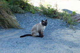 The cat in the yard thinking about eternity, doing earthly affairs